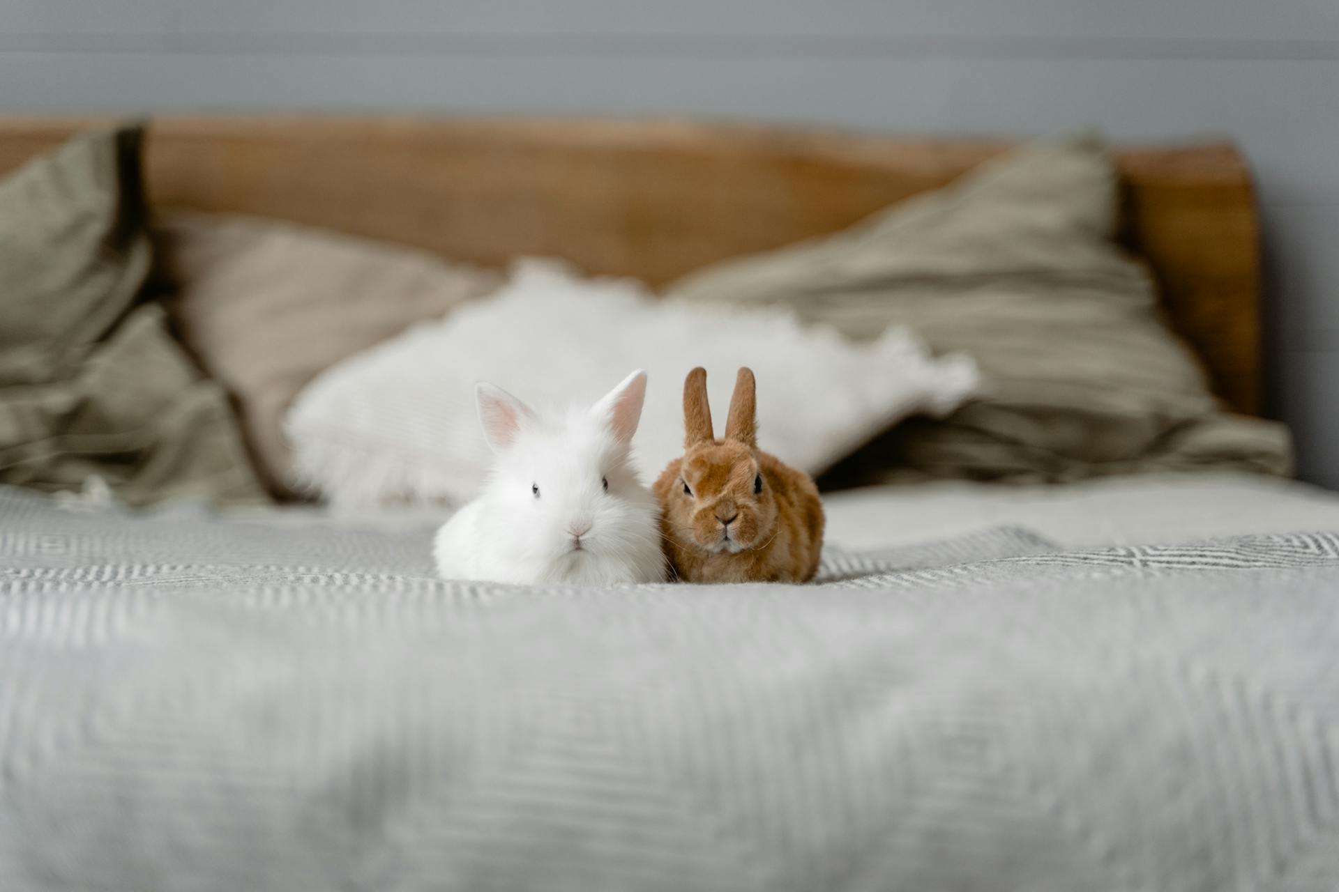 Two bunnies on a bed